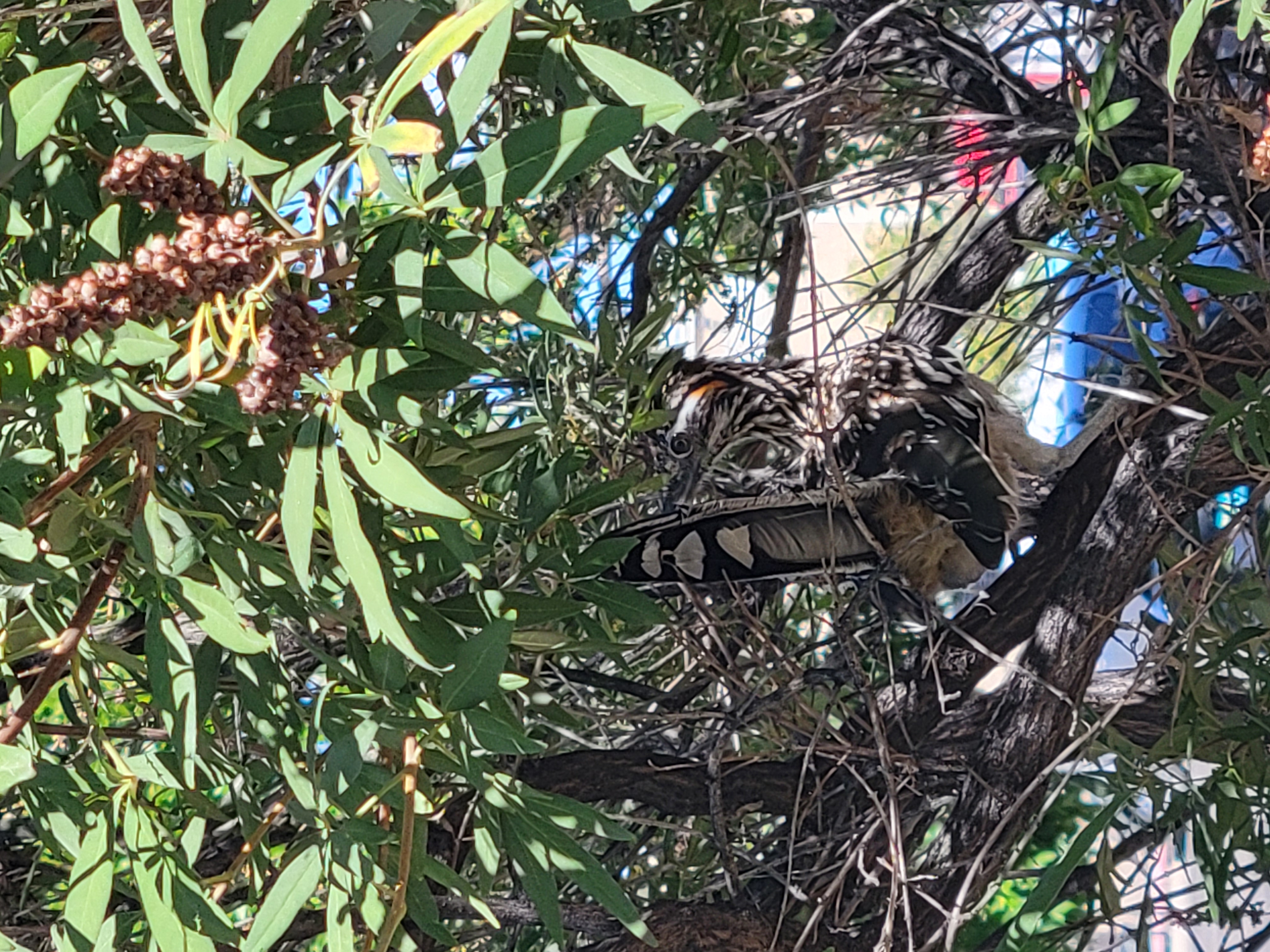 Roadrunner on a tree branch.